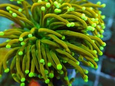 画像2: No.25 Holy grail Torch ホーリーグレイル Banana (2)