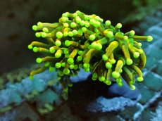 画像1: No.26 Holy grail Torch ホーリーグレイル Banana (1)