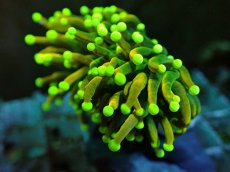 画像2: No.26 Holy grail Torch ホーリーグレイル Banana (2)