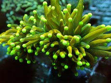 画像1: No.27 Holy grail Torch ホーリーグレイル Banana (1)