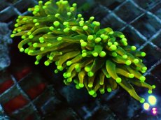 画像2: No.27 Holy grail Torch ホーリーグレイル Banana (2)