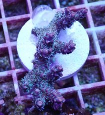 画像1: No.1 オーストラリア産 コンフェッティ　　【入荷個数が少ないです！】 (1)