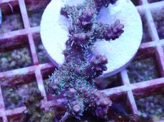 画像2: No.1 オーストラリア産 コンフェッティ　　【入荷個数が少ないです！】 (2)