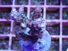 画像1: No.2 オーストラリア産 コンフェッティ　　【入荷個数が少ないです！】 (1)