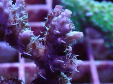 画像2: No.2 オーストラリア産 コンフェッティ　　【入荷個数が少ないです！】 (2)