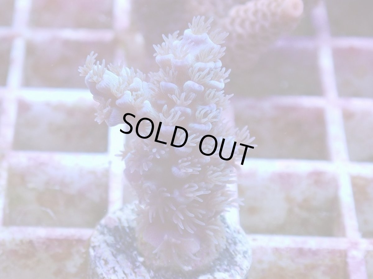 画像1: No.3 ウスエダミドリイシ　ブルー (1)