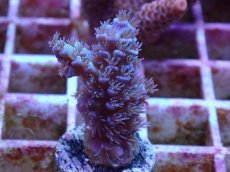 画像1: No.3 ウスエダミドリイシ　ブルー (1)