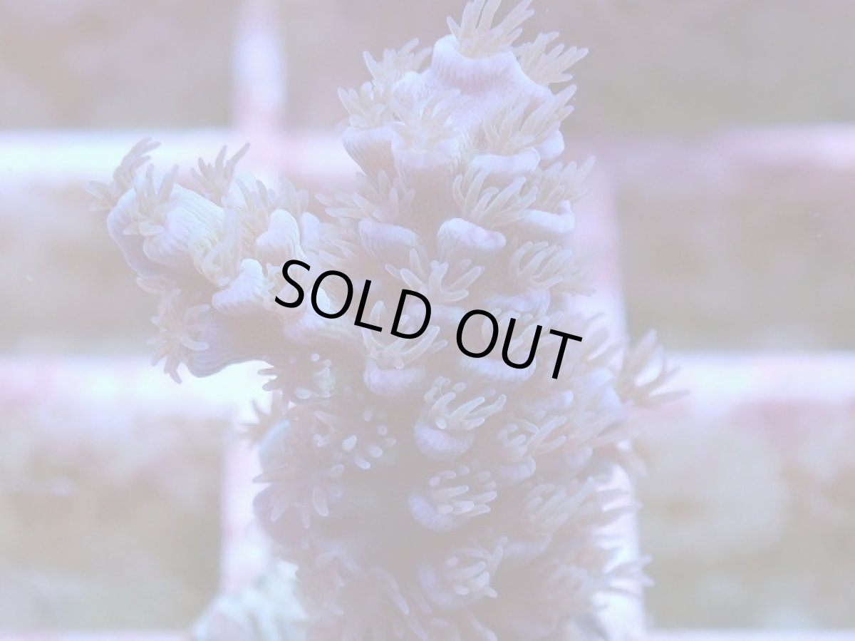 画像2: No.3 ウスエダミドリイシ　ブルー (2)