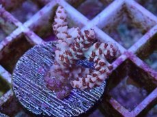 画像1: No.4 セラーゴ (1)