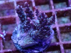 画像1: No.5 オーストラリア産 コンフェッティ　　【入荷個数が少ないです！】 (1)