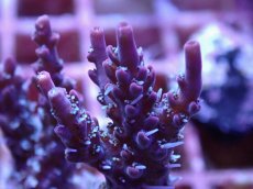 画像2: No.5 オーストラリア産 コンフェッティ　　【入荷個数が少ないです！】 (2)