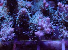 画像2: No.6 オーストラリア産 コンフェッティ　　【入荷個数が少ないです！】 (2)