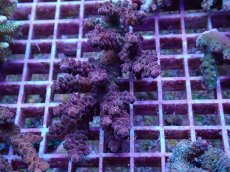 画像1: No.7 オーストラリア産 チェリーブロッサム (1)