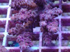 画像2: No.7 オーストラリア産 チェリーブロッサム (2)