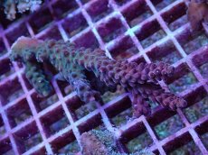 画像1: No.8 オーストラリア産 チェリーブロッサム (1)