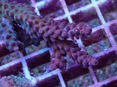 画像2: No.8 オーストラリア産 チェリーブロッサム (2)