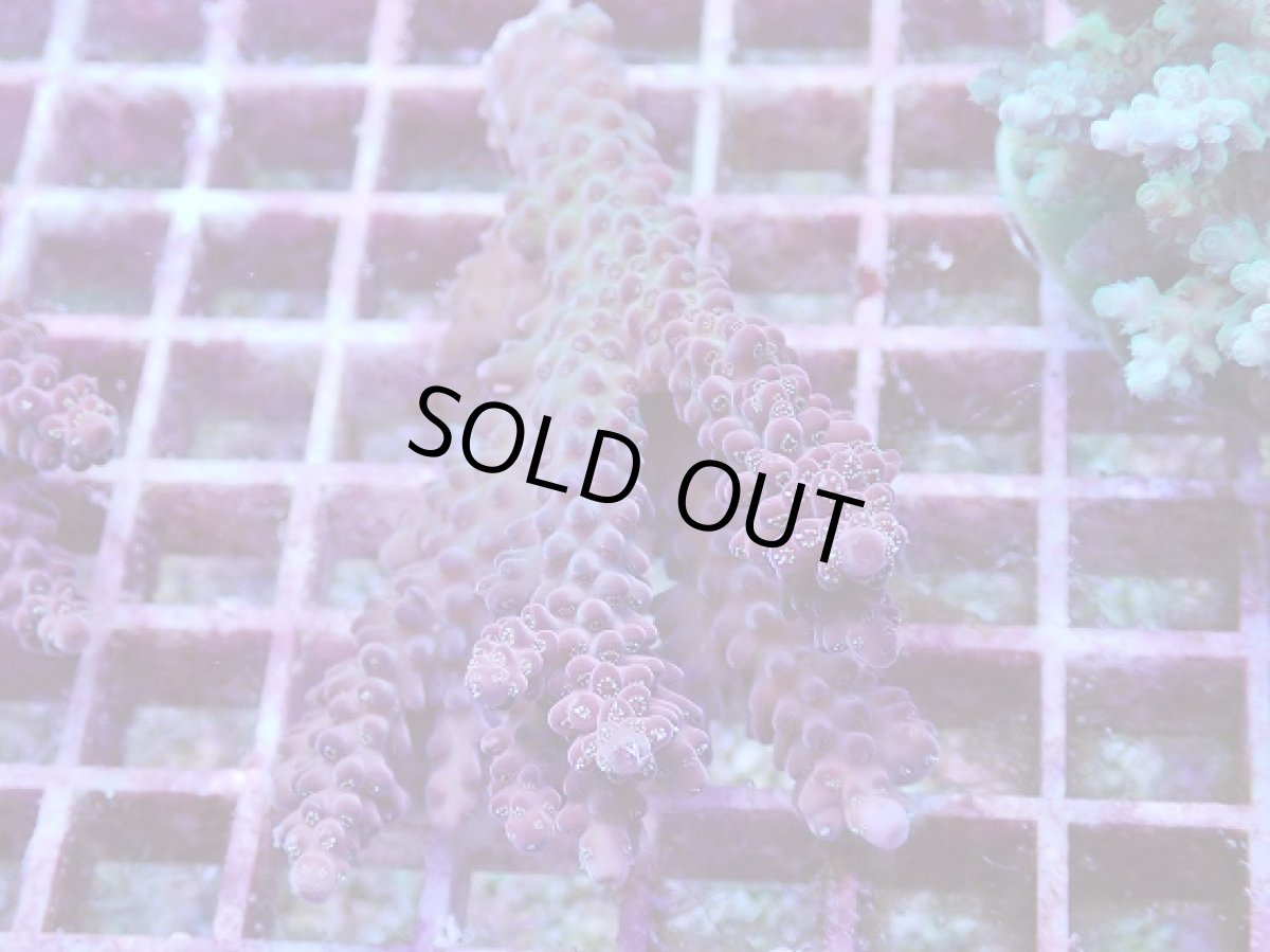 画像1: No.9 オーストラリア産 チェリーブロッサム (1)