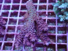 画像1: No.9 オーストラリア産 チェリーブロッサム (1)