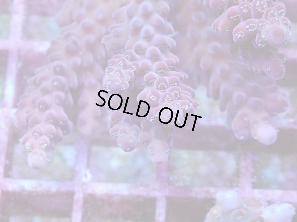 画像2: No.9 オーストラリア産 チェリーブロッサム (2)