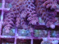 画像2: No.9 オーストラリア産 チェリーブロッサム (2)