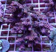 画像1: No.10 オーストラリア産 チェリーブロッサム (1)