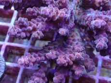 画像2: No.10 オーストラリア産 チェリーブロッサム (2)