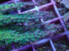 画像2: No.11 オーストラリア産 ドラゴンフルーツ (2)