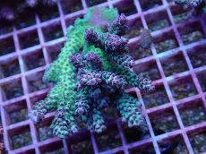 画像1: No.12 オーストラリア産 ドラゴンフルーツ (1)