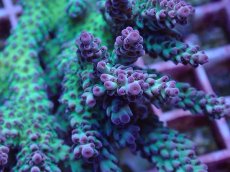 画像2: No.12 オーストラリア産 ドラゴンフルーツ (2)