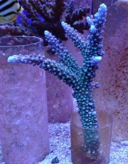 画像1: No.14 トゲスギノキミドリイシ　ブルー (1)