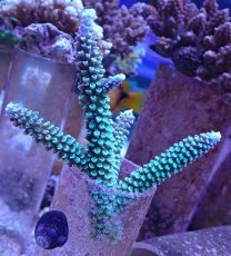 画像1: No.15 トゲスギノキミドリイシ　エメラルドグリーン (1)