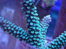 画像2: No.15 トゲスギノキミドリイシ　エメラルドグリーン (2)