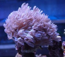 画像1: No.1 沖縄産 ウミアザミsp (1)