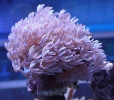 画像2: No.1 沖縄産 ウミアザミsp (2)