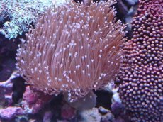 画像1: No.2 沖縄産 ウミキノコ　ロングポリプ (1)