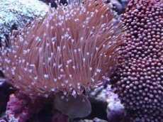 画像2: No.2 沖縄産 ウミキノコ　ロングポリプ (2)