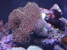 画像1: No.3 沖縄産 ウミキノコ　 (1)