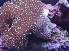 画像2: No.3 沖縄産 ウミキノコ　 (2)