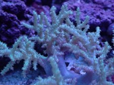 画像2: No.4 沖縄産 ヤナギカタトサカ　 (2)