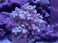 画像1: No.5 沖縄産 スジチヂミトサカ　パープル (1)