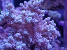 画像2: No.5 沖縄産 スジチヂミトサカ　パープル (2)