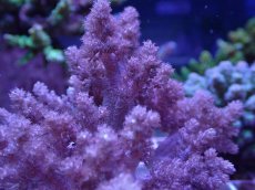 画像2: No.6 沖縄産 スジチヂミトサカ　パープル (2)