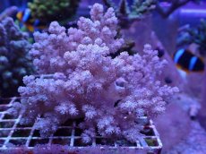 画像1: No.7 沖縄産 スジチヂミトサカ　パープル (1)