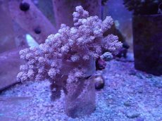 画像1: No.8 沖縄産 スジチヂミトサカ　パープル (1)