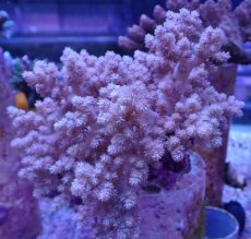 画像1: No.9 沖縄産 スジチヂミトサカ　パープル (1)