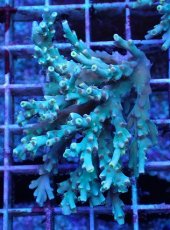 画像1: No.16 スペシオーサ　レインボー　　【珍しい、レアな個体♪】 (1)