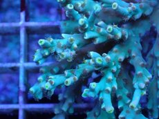 画像2: No.16 スペシオーサ　レインボー　　【珍しい、レアな個体♪】 (2)