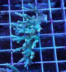 画像1: No.17 スペシオーサ　レインボー　　【珍しい、レアな個体♪】 (1)