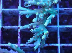 画像2: No.17 スペシオーサ　レインボー　　【珍しい、レアな個体♪】 (2)