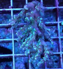 画像1: No.18 スペシオーサ　 (1)